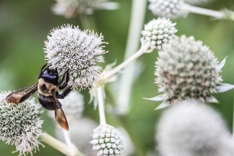 Bee on a flower