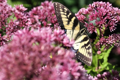 Butterfly surrounded by tiny flowers