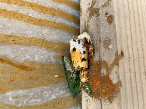 A shorebird egg that has been smashed against the back of a sign