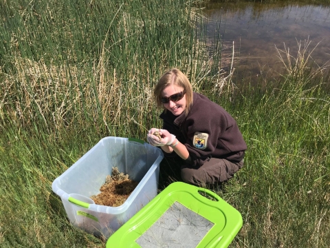 Releasing Wyoming toads 