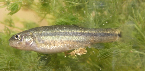 Small fish with gold and gray stripes