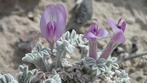 Lavender flower with frosty-looking leaves