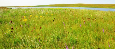 Wide view of a grassland dotted with wildflowers leading into wetland.