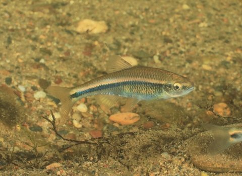 A fish with an elongate thin body and dark blue-black horizontal stripe swims in a clear stream.