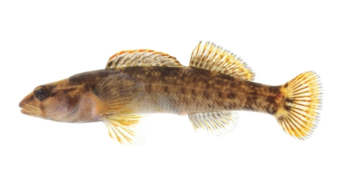 A small thin-bodied fish with a pointed snout, rounded fins, dark saddles, and mottled pattern along its sides.