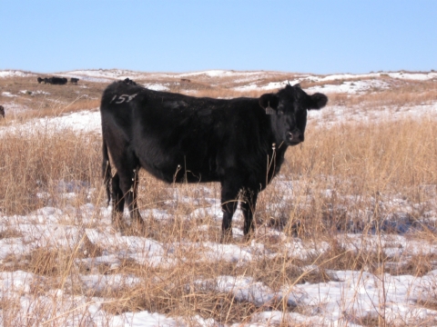 Cow grazing on USFWS land.