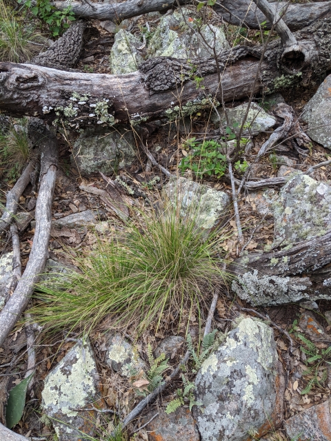 Guadalupe fescue