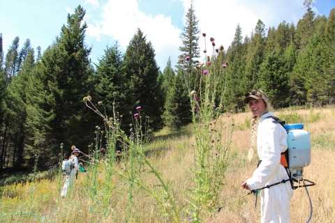 A technician sprays weeds using a backpack sprayer.