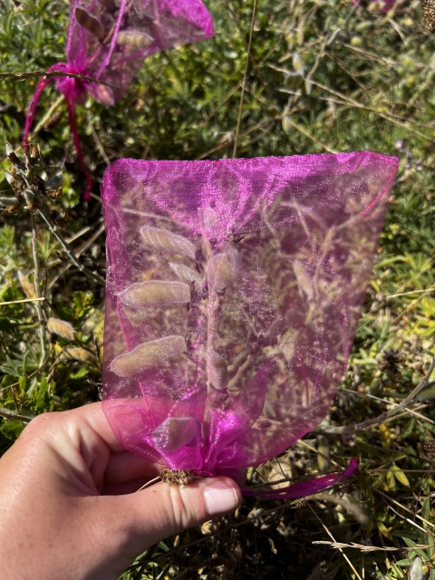 a hand holding a stem of lupine with developing seed pods. The whole stem has a pink mesh baggy tied around it.