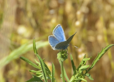 a small mission blue butterfly rests on a flower bud