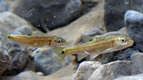 Two small fish with a black dot on their tails