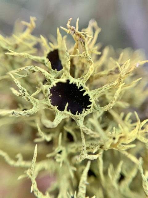 Close up of lichen with a dark, black center in a pocket within the lichen.