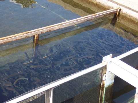 Juvenile steelhead reared in a raceway at Abernathy