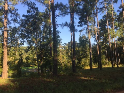 bottomland hardwood forest