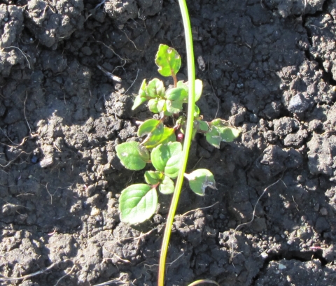 small san mateo thornmint plants grow in cracked dirt