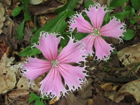 Two flowers with five pink petals and fringed petal tips