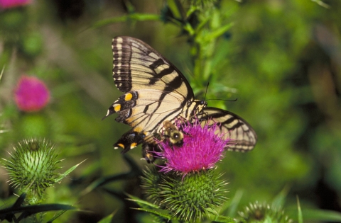 a yellow butterfly and a fuzzy bee feed together on a thistle blossom