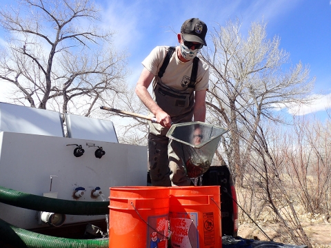 Releasing Rio Grande silvery minnow