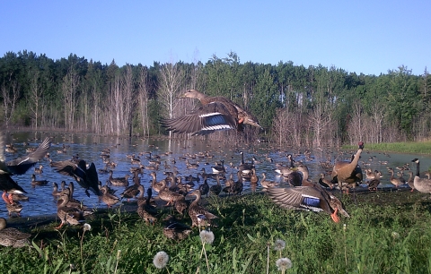 ducks and geese swim and fly around a wetland