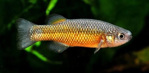 Small gold-colored fish in water