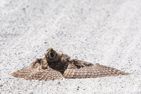 Brown & white barred owl stretch out on dusty road