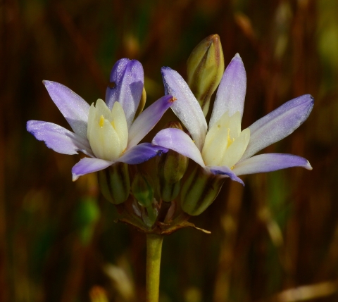 two pale purple flowers each with 6 petals and a cream center