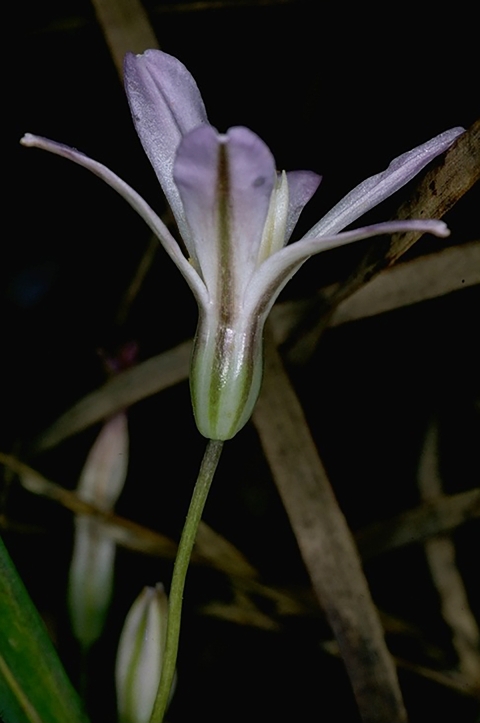 close up of a purplish white chinese camp brodiaea bloom