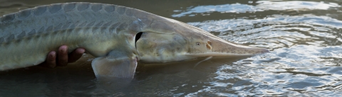 holding a white fish captured 