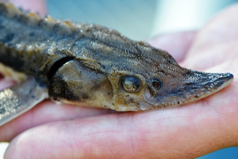 A close up of the head of a small lake sturgeon being held in hand