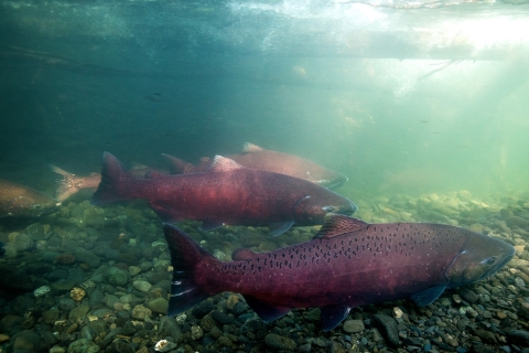 red fish migrate upstream 