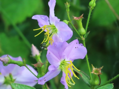 Violet/purple flowers with green stems and leaves