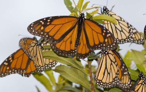 Beautiful orange and black monarch butterflies roosting on salt bush at the St. Marks NWR. One male and several females.