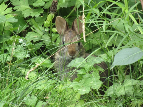 New England Cottontail secluded in grassy field | FWS.gov