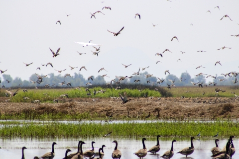 Birds in rice fields