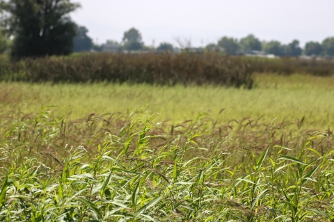 A lush green rice field