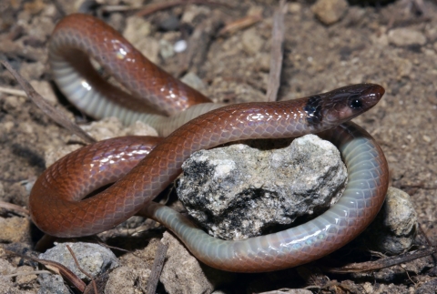 An adult rim rock crowned snake is curled around limestone rocks and dirt on the ground in Miami, Florida. Its head is brownish black with a red-brown back and tan belly.