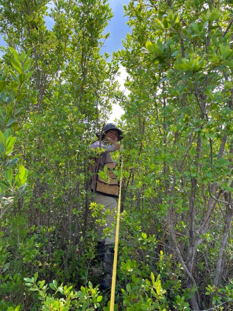 person in between trees holding measuring tape