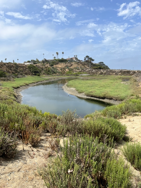 green plants aligning either side of a channel