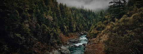 A river in a misty forest found within the historical range of the coastal marten.