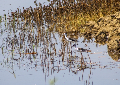 Two shore birds wade in the shallow water near a muddy bank