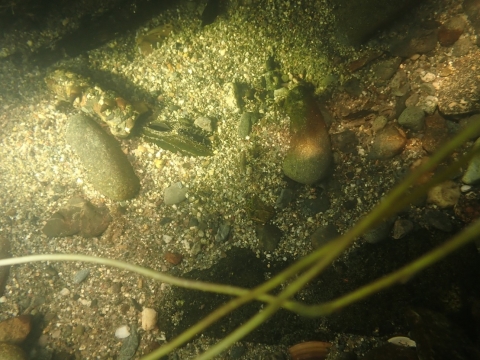 mussels in river bottom