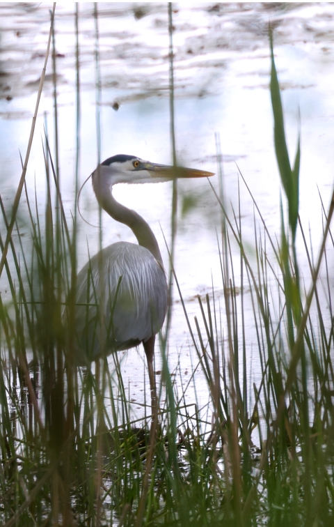 Through tall grass, a great blue heron stands beside the water, looking around and listening for the photographer who is taking his picture. 