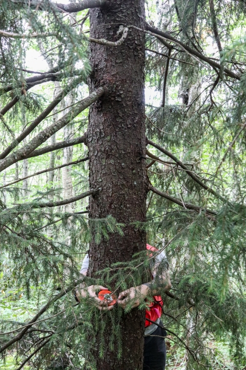 Pair of arms unfurling a measuring tape around a tree trunk