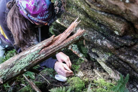 Biologist beside a boulder, teasing through moss and dirt with a pair of tweezers.