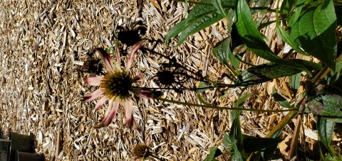 Purple Coneflower Seeding