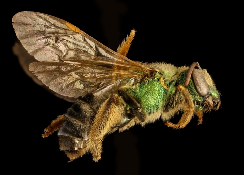 Bicolored striped sweat bee