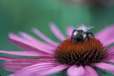 black and yellow bee sits on red and pink flower