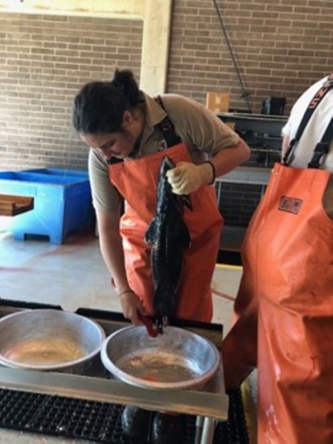 Fish biologist, Brook Silver, holding a salmon over a silver collection bowl 