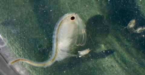 a conservancy fairy shrimp in a collection cup