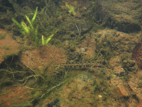 A leopard darter (Percina pantherina) swims at the bottom of Mountain Fork River, Arkansas, August 25, 2022. 